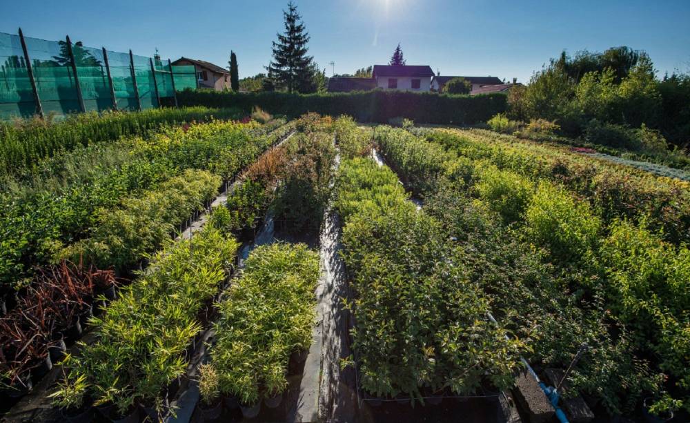 Plantation
