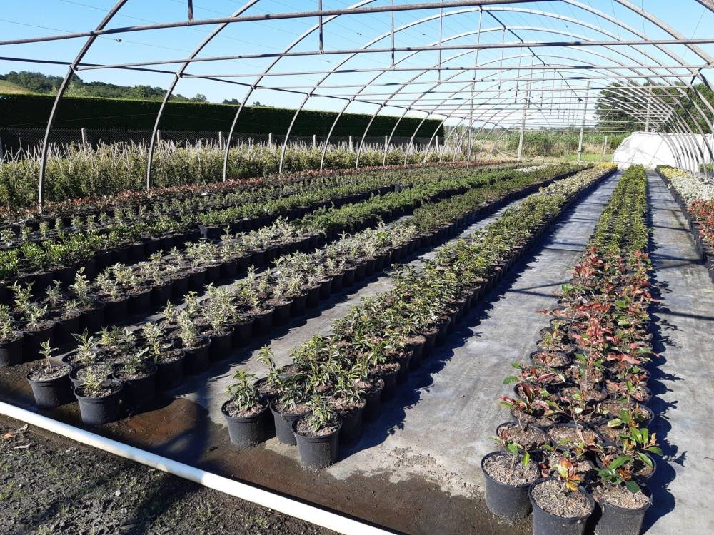 Plantes extérieures à Simandres