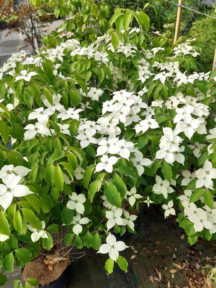 Cornus Kousa